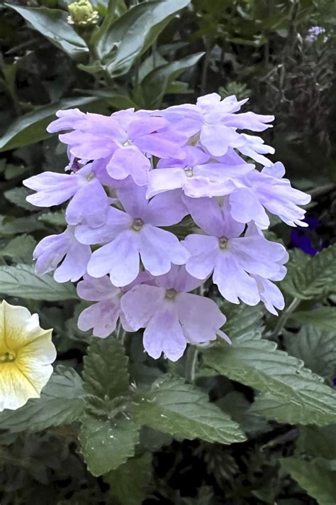 It’s time to celebrate annuals, the type of loyal friend every gardener can use